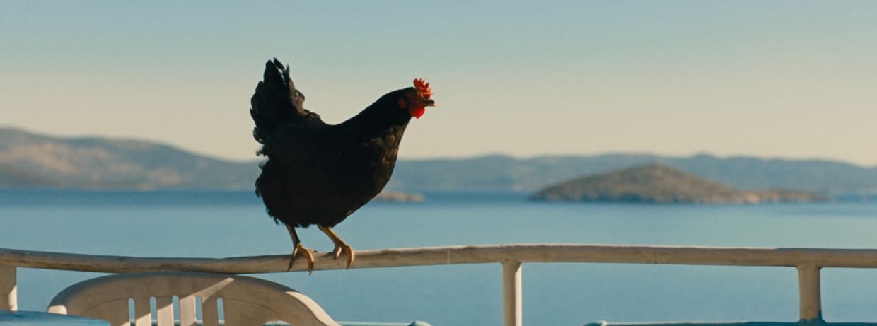 Hen