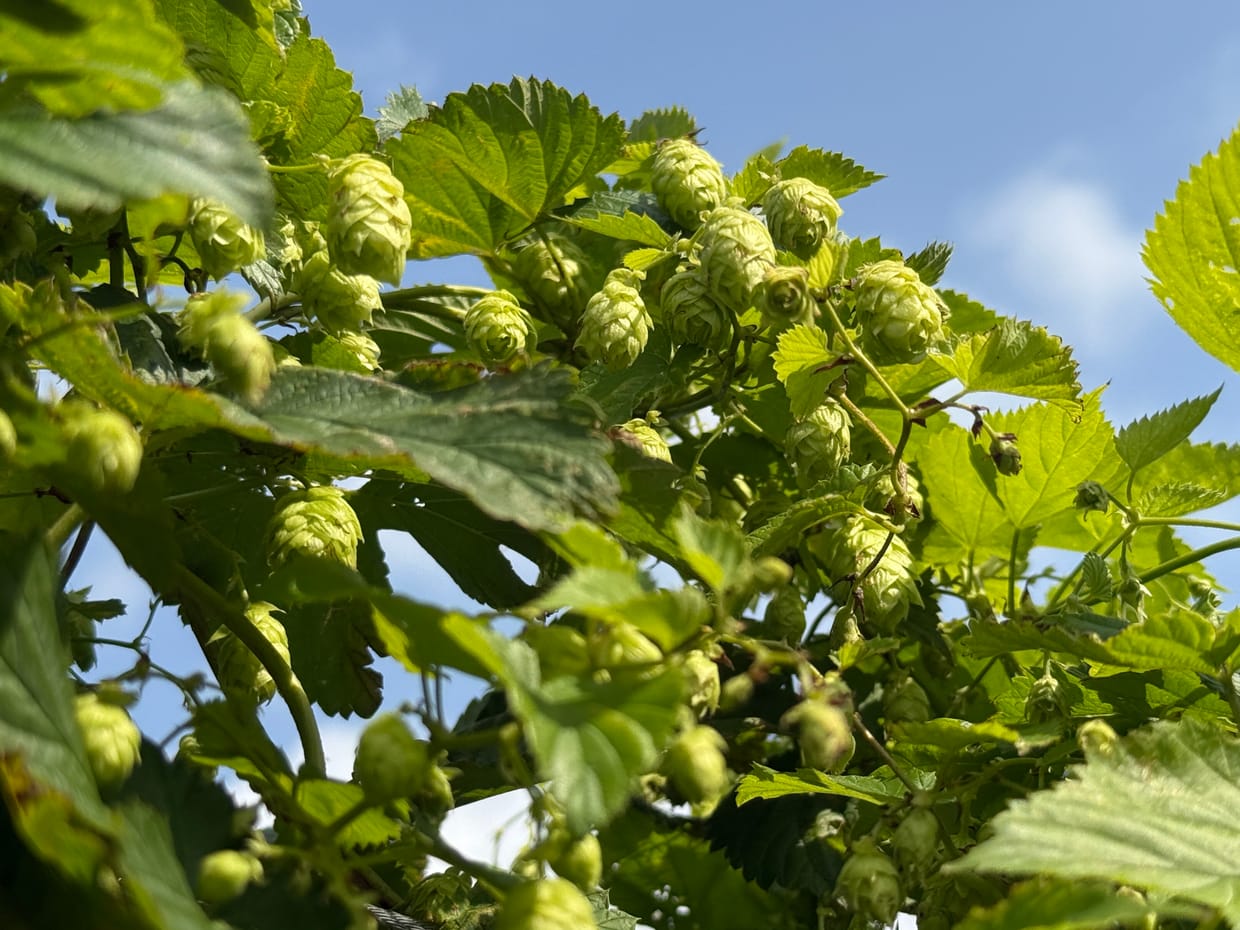Hopfen- und Bierbrauer-Workshop