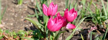 EXKURSION | Frühblüher des Benrather Schlossparks