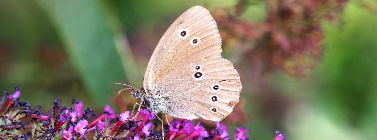 Artenvielfalt im Garten