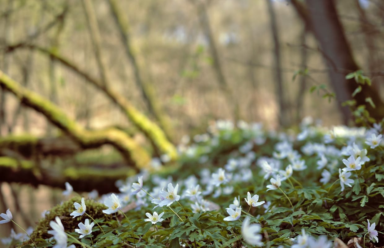 Frühlingserwachen im Wald 