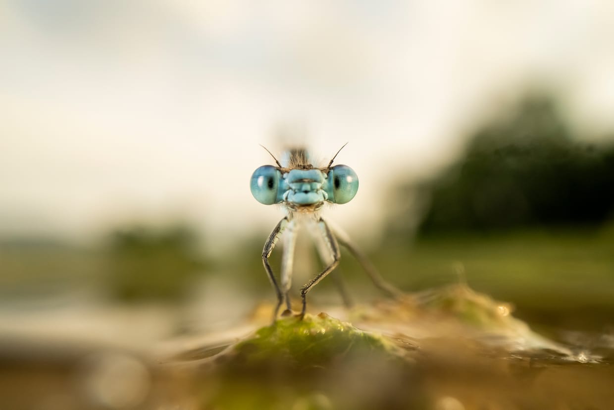 Wildlife in Nantesbuch