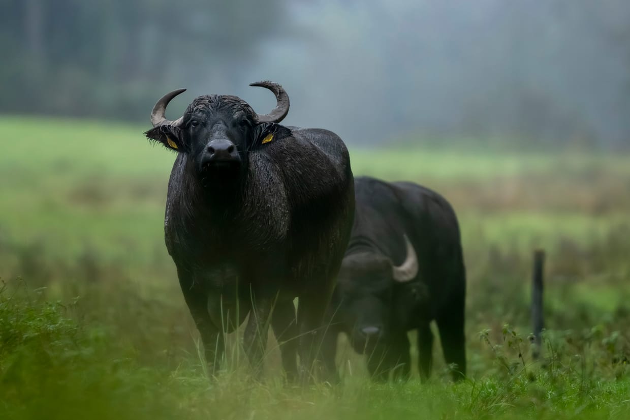 Führung durch die Wildlife-Fotoausstellung
