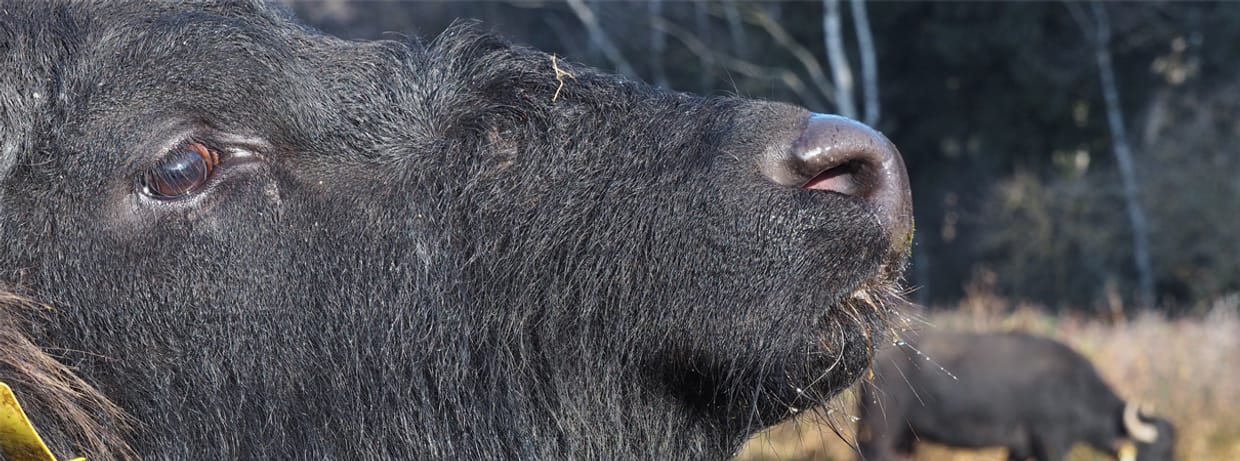 Großtiere als Chance