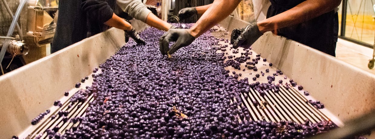 Crush Camp: Interactive Winemaking Experience