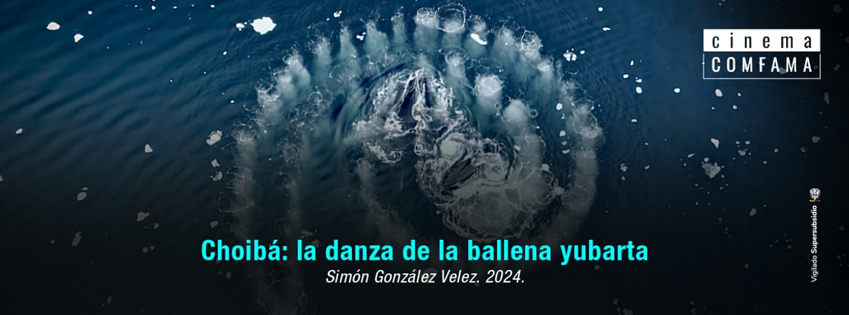 Choibá: la danza de la ballena yubarta