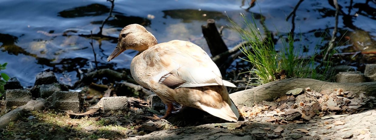 EXKURSION | Vogelwelt des Benrather Schlossparks