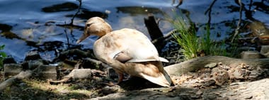 EXKURSION | Vogelwelt des Benrather Schlossparks