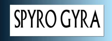 Spyro Gyra
