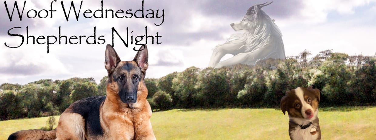 Bernese Mountain Dog and Shepherd Night + Woof Wednesday