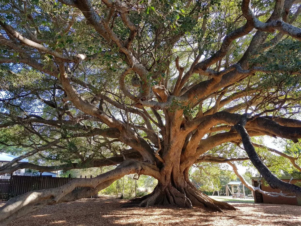 High Tea Under The Tree - 11am Sitting