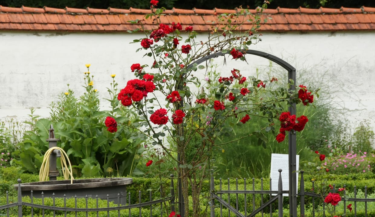 Kräutersommer Kurs 2: Die Rose aber lächelt - Kräuter und Poesie
