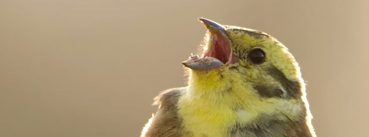 Der Klang der Vögel