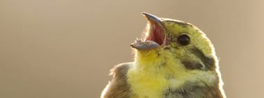 Der Klang der Vögel