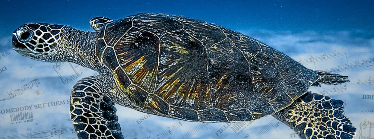 Blue Turtles The Music of Sting