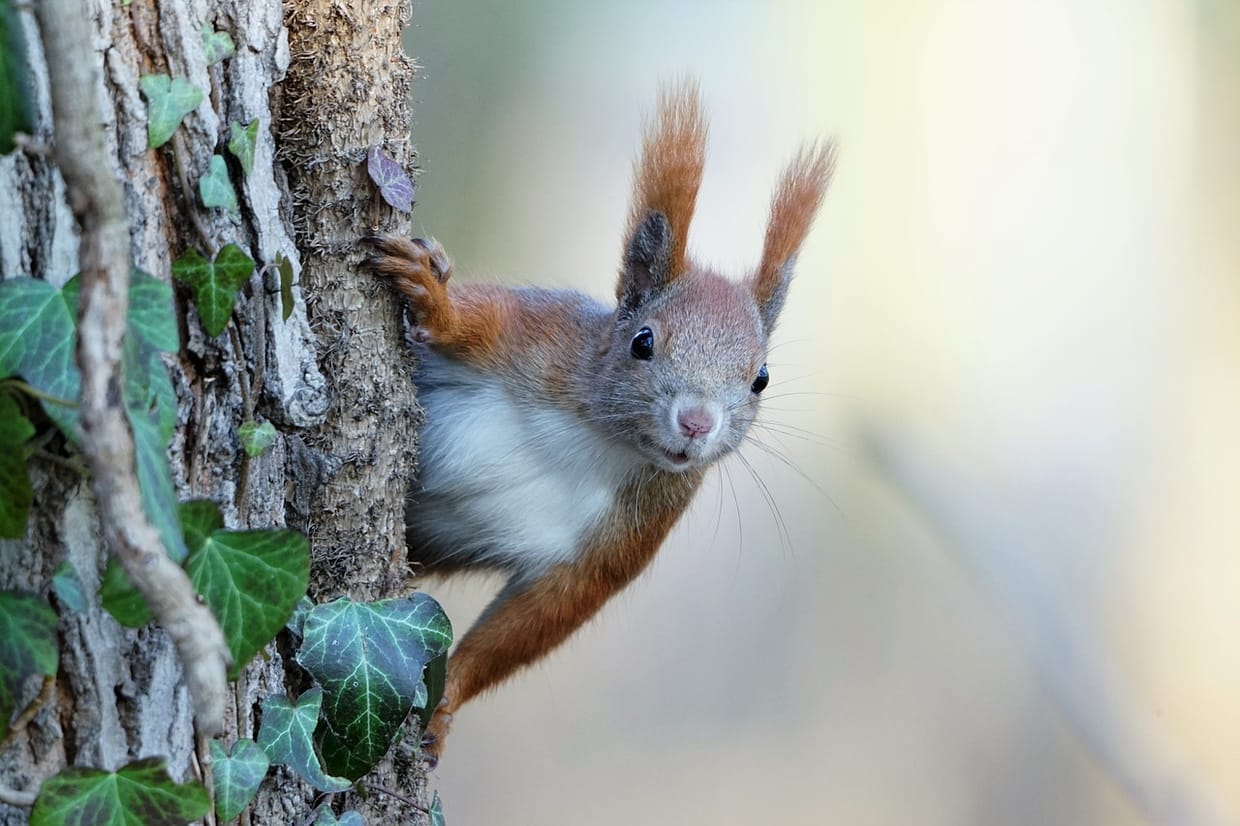 Eichhörnchen – Superhelden im Wald