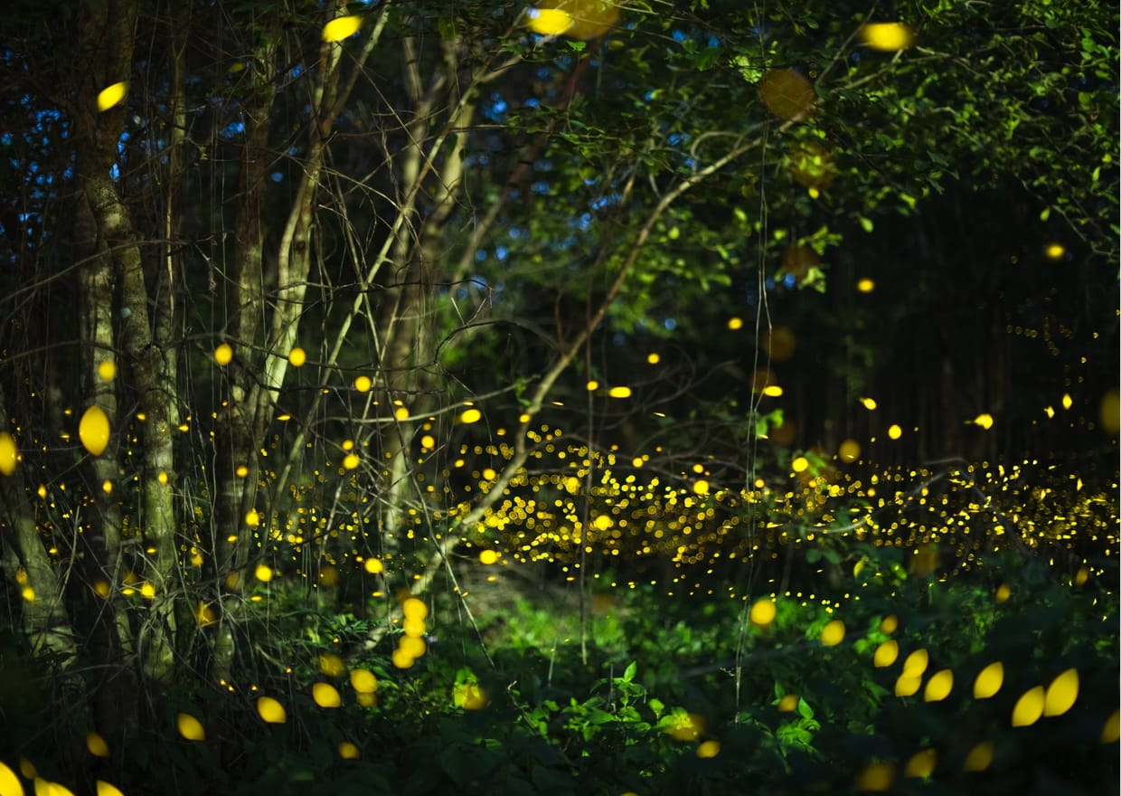 Lichterflackern im Bungsbergwald