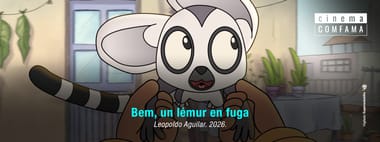 Bem, un lémur en fuga