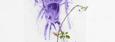 Von der Blüte zur Schrift