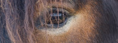 Konzert für Tiere – Uraufführung