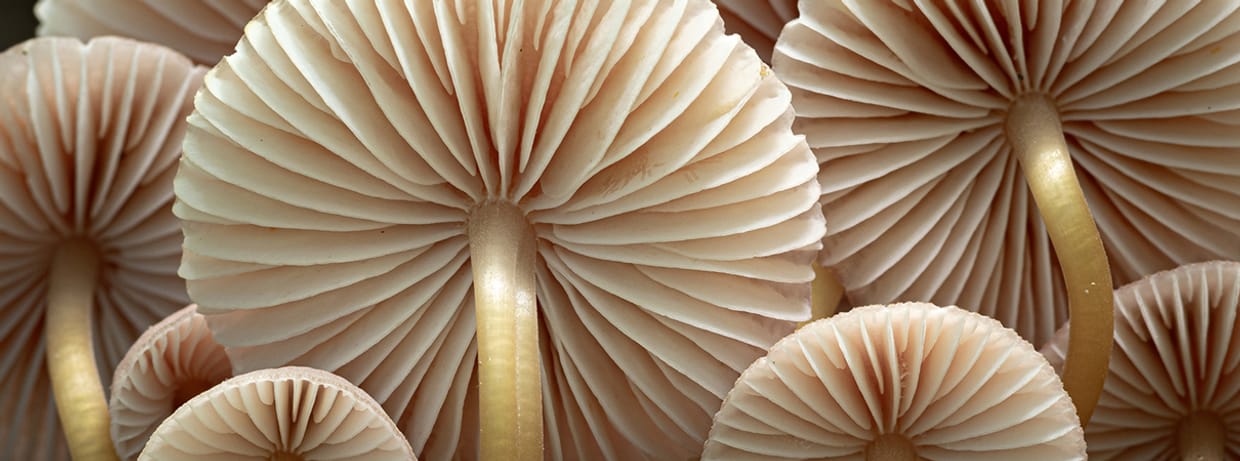 Pilze Pilze Pilze – Aroma, Ökologie, Ästhetik