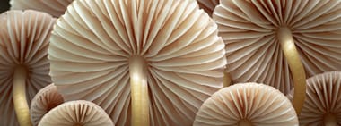 Pilze Pilze Pilze – Aroma, Ökologie, Ästhetik