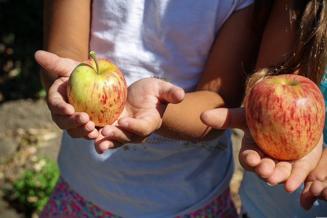Apfel – Wiese – Spiele – Spaß