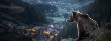 Gefährlich nah - Wenn Bären töten