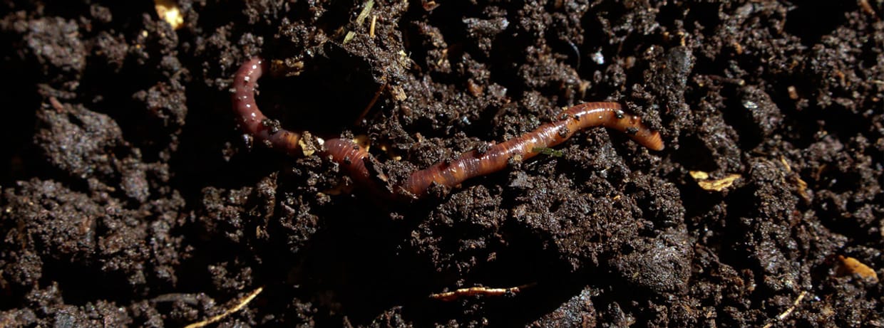 – AUSVERKAUFT – Fräulein Brehms Tierleben spielt: Lumbricus terrestris – Der Regenwurm