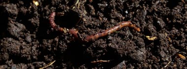 – AUSVERKAUFT – Fräulein Brehms Tierleben spielt: Lumbricus terrestris – Der Regenwurm