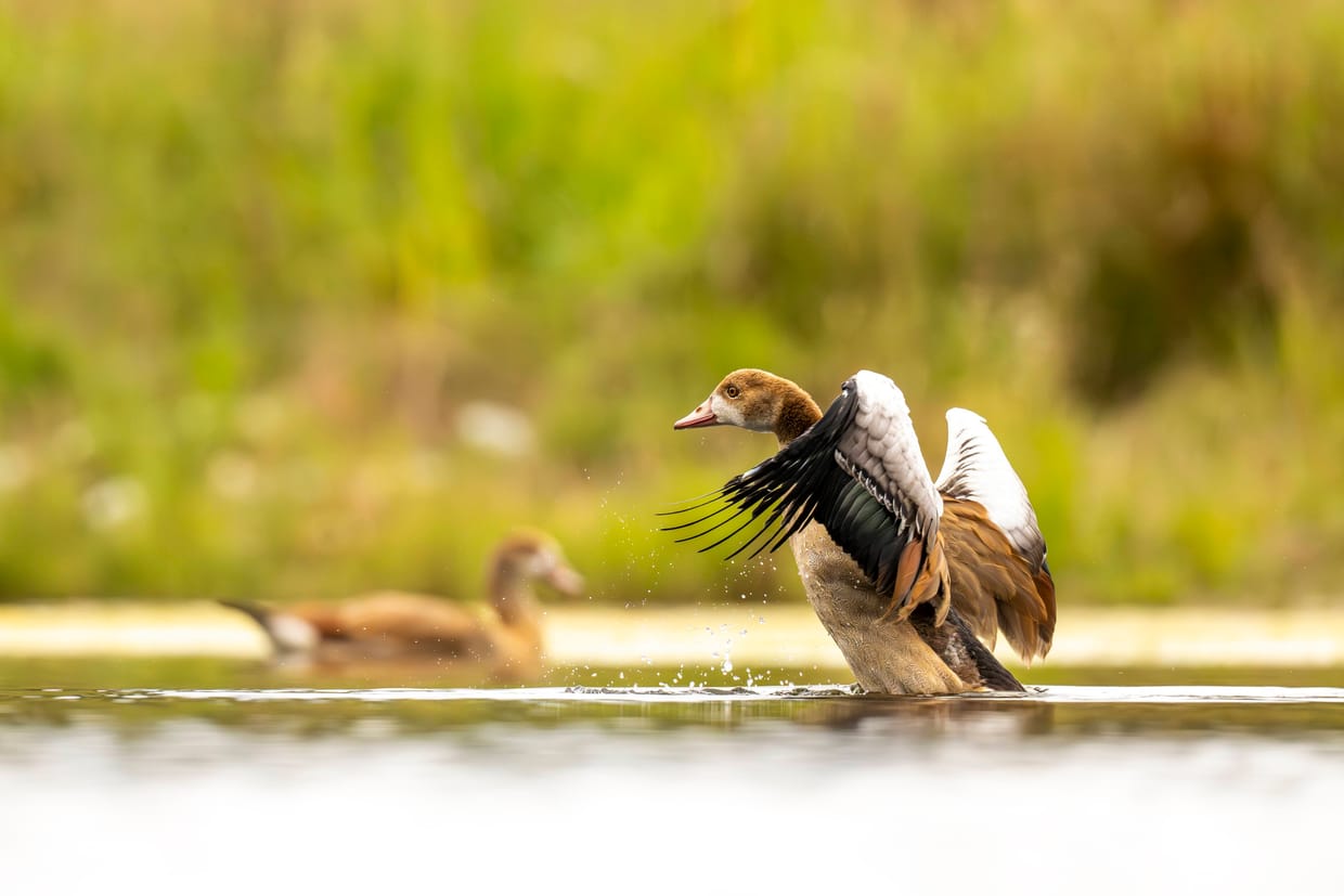 Führung durch die Wildlife-Fotoausstellung