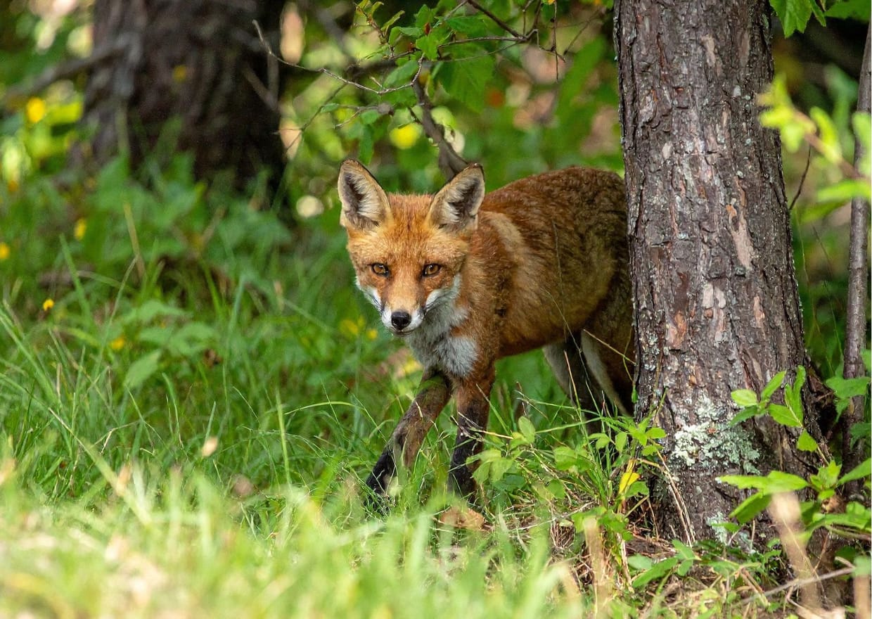 Schlauer Fuchs