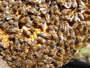 Honig-Bienen – Workshop