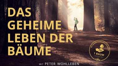 Das geheime Leben der Bäume
