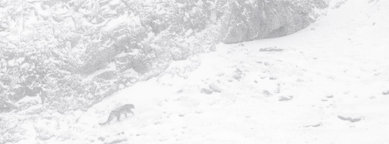 Der Schneeleopard