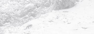 Der Schneeleopard