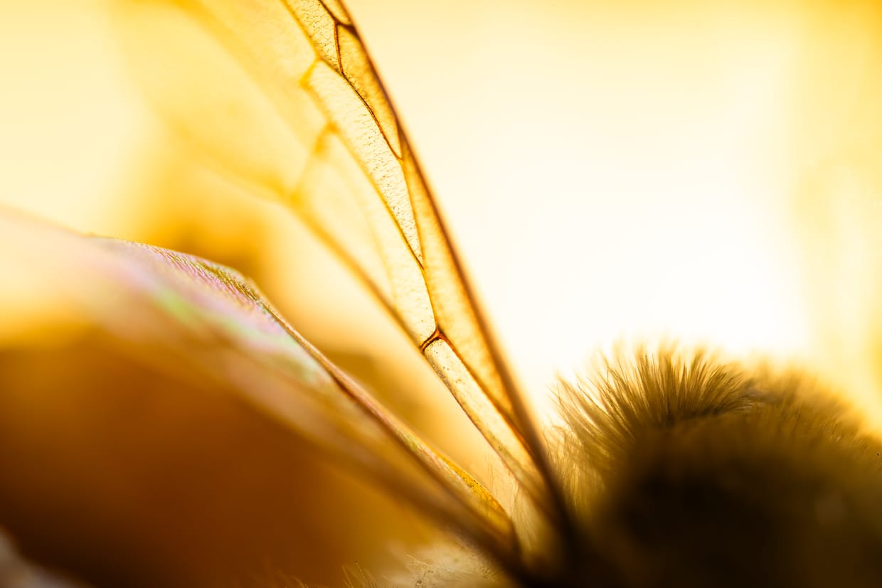 Makro-Fotoworkshop mit Sebastian Frölich