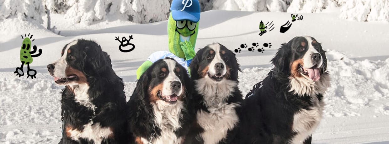 Bernese Mountain Dog & GIANT Dog Celebration Presented by New Belgium Brewing