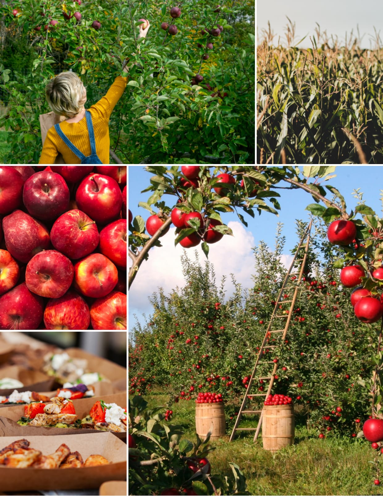 GSC: Apple Picking - 2025 (Grads Only)