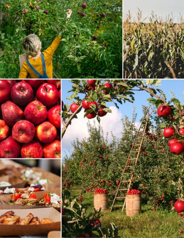 GSC: Apple Picking - 2025 (Grads Only)