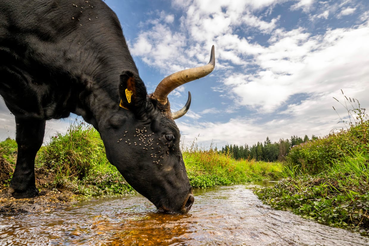 Führung durch die Wildlife-Fotoausstellung