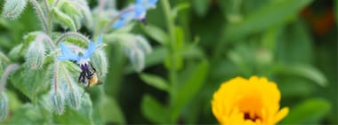 Einblicke in den Permagarten