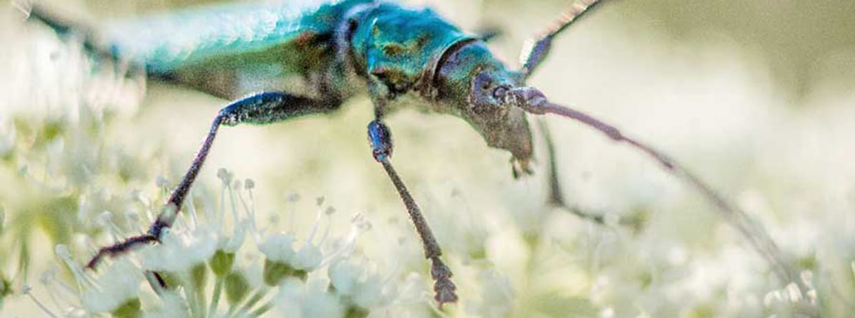 – AUSVERKAUFT – Was ist Wildnis?
