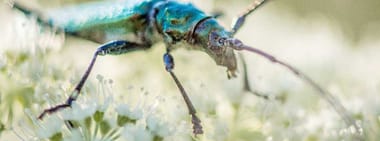– AUSVERKAUFT – Was ist Wildnis?