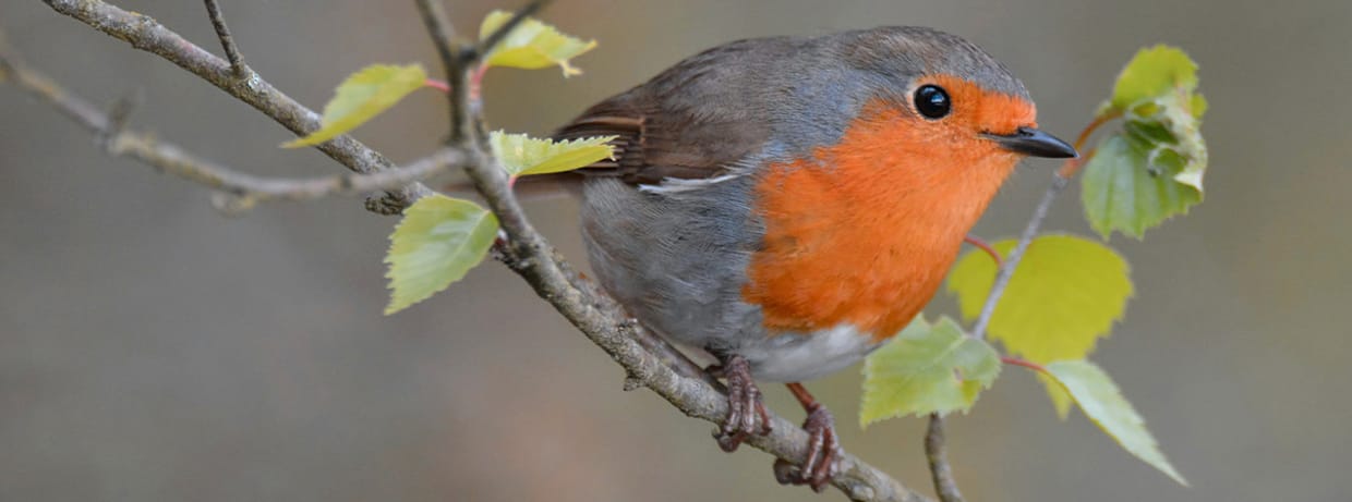 VORTRAG | Die Tierwelt des Benrather Schlossparks