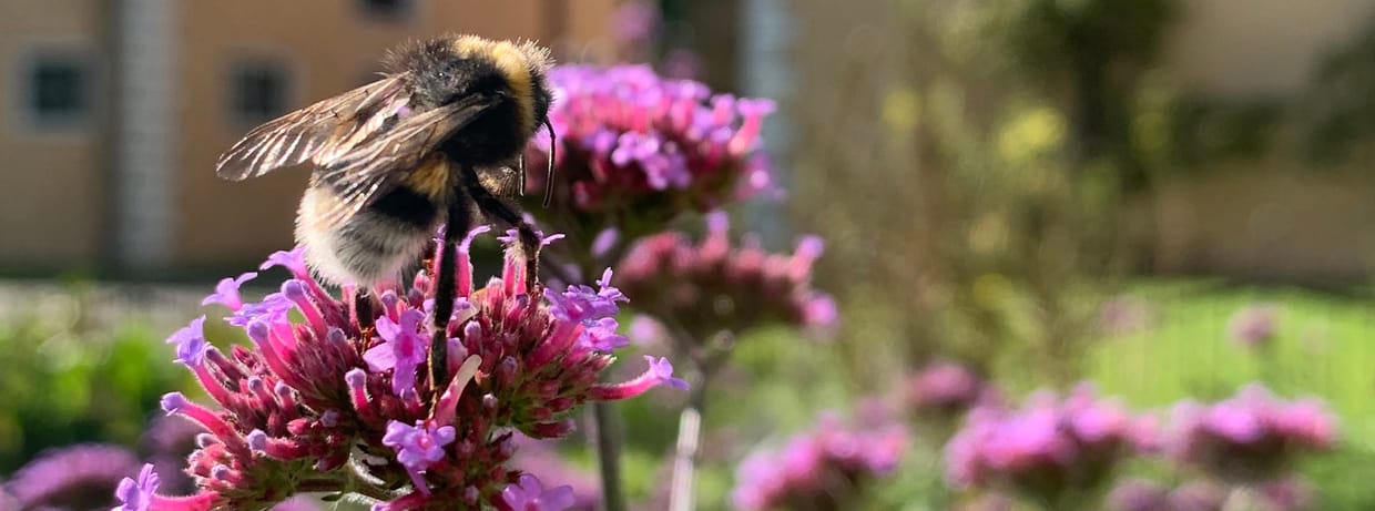 Kräutersommer - Kurs 1 "Marienpflanzen - Heilpflanzen ganz besonderer Art"
