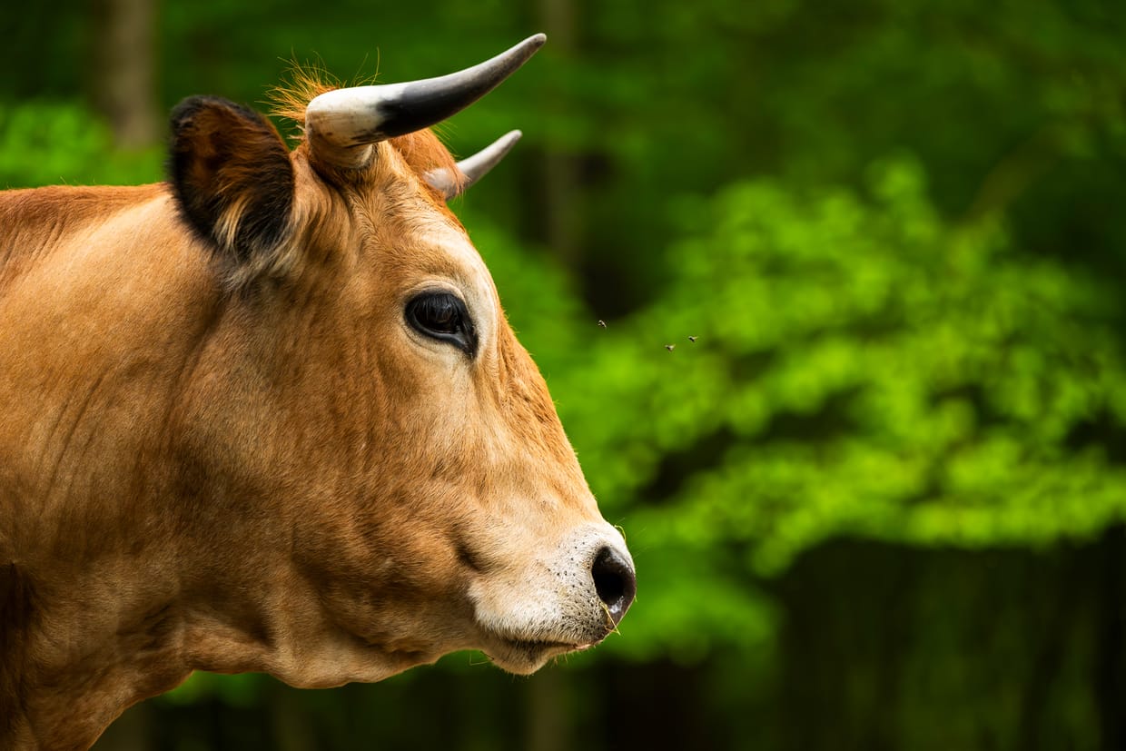 Führung durch die Wildlife-Fotoausstellung