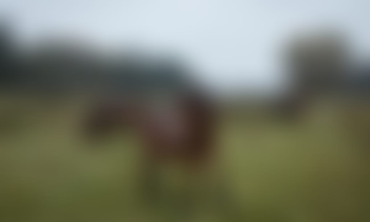 Wasserbüffel und Exmoor-Ponys