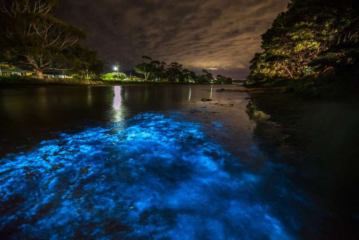 Bioluminescence & Stargazing Pedal Kayak Tour